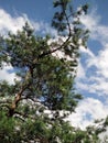 Pine tree against the sky Royalty Free Stock Photo