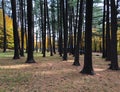 Pine tree alley is peaceful and clean forest Royalty Free Stock Photo