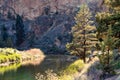A pine tree along the Crooked River in Smith Rock State Park Royalty Free Stock Photo
