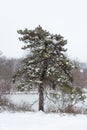 Pine Tree along The Frozen Lake at Central Park during a Winter Snowstorm in New York City Royalty Free Stock Photo