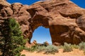 Pine Tree Arch Royalty Free Stock Photo