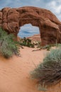 Pine Tree Arch Vertical Royalty Free Stock Photo