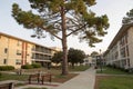 Pine tree in architectural residential complex Royalty Free Stock Photo