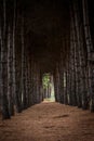 Pine tree avenue leading into a dark forest path creating a tunnel with a glimpse of light at the end Royalty Free Stock Photo