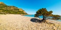 Pine tree in Baccu e Praidas beach Royalty Free Stock Photo