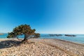 Pine tree in Baccu e Praidas beach Royalty Free Stock Photo