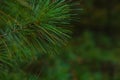 Pine tree background. Coniferous texture or background photo