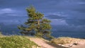 pine tree on the background of a stormy sky on the dunes of the baltic sea Royalty Free Stock Photo