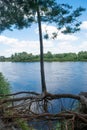 The pine tree with bare roots over the Desna river Royalty Free Stock Photo