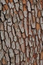 Pine tree bark Royalty Free Stock Photo