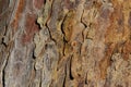 Pine tree bark Royalty Free Stock Photo