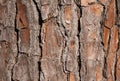 Pine Tree Bark for Background Royalty Free Stock Photo