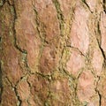 Pine tree bark background