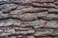 Pine tree bark background. Pinus texture closeup Royalty Free Stock Photo