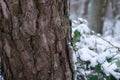 Pine tree bark. Blurred image of forest snow cover in a snowstorm. Royalty Free Stock Photo