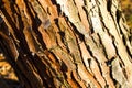 pine tree bark and body background, close-up and macro of wooden material, beautiful tree background Royalty Free Stock Photo