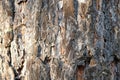 Pine tree bark close up background texture. Royalty Free Stock Photo