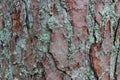 Pine Tree Bark Royalty Free Stock Photo