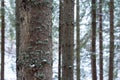 Pine tree bark close up shot at wintertime Royalty Free Stock Photo