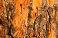 Pine Tree Bark Royalty Free Stock Photo