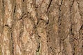 Pine tree bark closeup, full frame - pinus negra