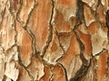 Pine tree bark detail Royalty Free Stock Photo