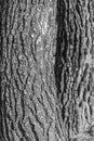 Pine tree bark detail black and white image Royalty Free Stock Photo