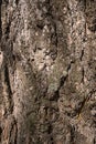 Pine tree bark detail Royalty Free Stock Photo