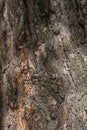 Pine tree bark detail Royalty Free Stock Photo