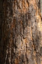 Pine tree bark detail Royalty Free Stock Photo