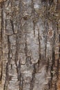 Pine tree bark detail in vertical format Royalty Free Stock Photo