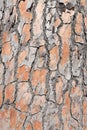 Pine tree bark detailled background Royalty Free Stock Photo