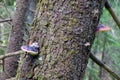 Pine tree bark and fungus Royalty Free Stock Photo