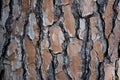 Pine tree bark in the park with green leaves in the background.Bark of pine tree close up. Natural background and texture. Royalty Free Stock Photo