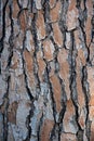 Pine tree bark in the park with green leaves in the background.Bark of pine tree close up. Natural background and texture. Royalty Free Stock Photo