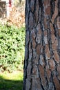 Pine tree bark in the park with green leaves in the background.Bark of pine tree close up. Natural background and texture. Royalty Free Stock Photo