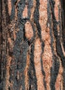Pine tree bark after a fire Royalty Free Stock Photo