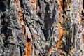 Pine tree bark  pinus sylvestris with visible pine-resin Royalty Free Stock Photo