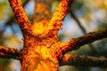 Pine tree bark in sunlight. Nature details in wild forest