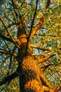 Pine tree bark in sunlight. Nature details in wild forest