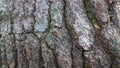 pine tree bark texture as background Royalty Free Stock Photo