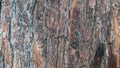 pine tree bark texture as background Royalty Free Stock Photo