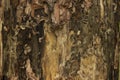 Pine tree bark texture or background close up. Royalty Free Stock Photo
