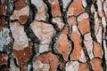 Pine tree bark texture and background, close up view of natural and organic pine bark. Royalty Free Stock Photo