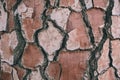 Pine tree bark texture and background, close up view of natural and organic pine bark. Royalty Free Stock Photo