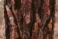Pine tree bark texture and background, close up view of natural and organic pine bark pattern. Royalty Free Stock Photo