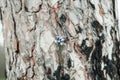 Pine tree bark texture and background, close up view of natural Royalty Free Stock Photo