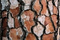 Pine tree bark texture and background, close up view of natural and organic pine bark. Royalty Free Stock Photo