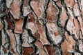 Pine tree bark texture and background, close up view of natural and organic pine bark. Royalty Free Stock Photo