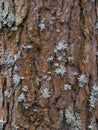 Pine tree bark texture background. Close up view Royalty Free Stock Photo